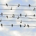 Spotify radio advertising with image of birds and notes on lines like sheet music